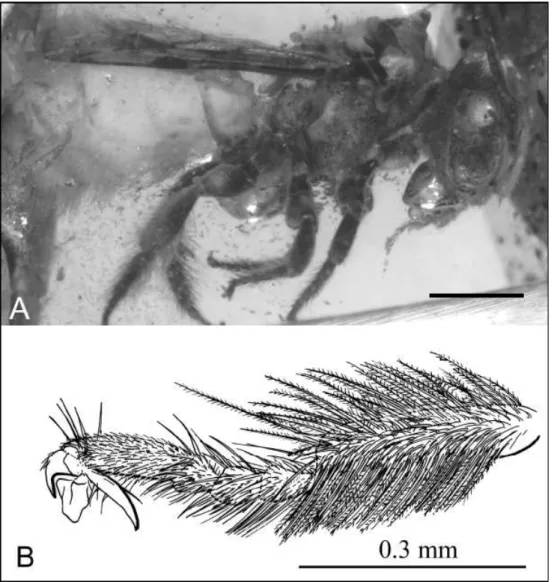 Figure 7. A. Femelle de Paleomacropis eocenicus retrouvée dans un gisement d’ambre, dans  l’Oise (France)