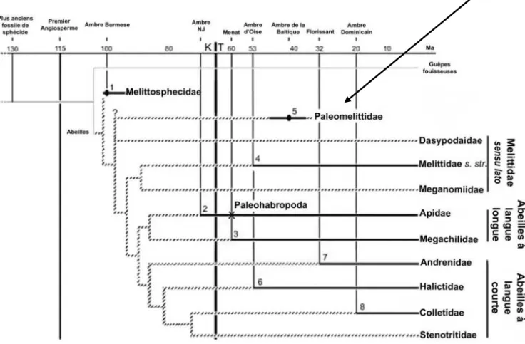 Figure 8. Position systématique de Paleomelitta nigripennis  (d’après Michez et al., 2009a)