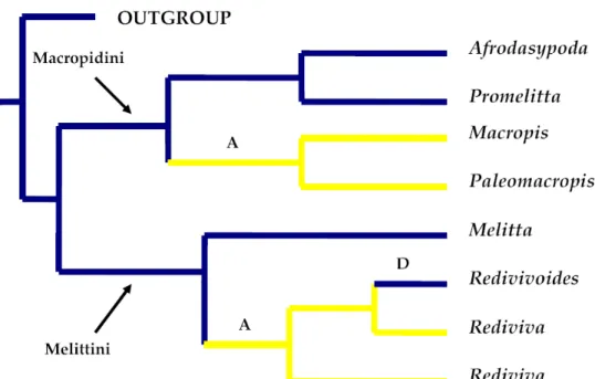 Figure 10. Evolution du caractère « collecteur d’huile » chez les Melittinae, dans le cas où  Paleomacropis eocenicus serait le groupe frère des Macropis, d’après Michez et al., (2009)