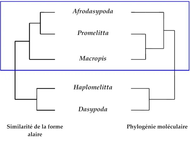 Figure 24. Représentation confrontée des arbres obtenus par la méthode de morphométrie  géométrique alaire (à gauche) et par la phylogénie moléculaire (à droite)