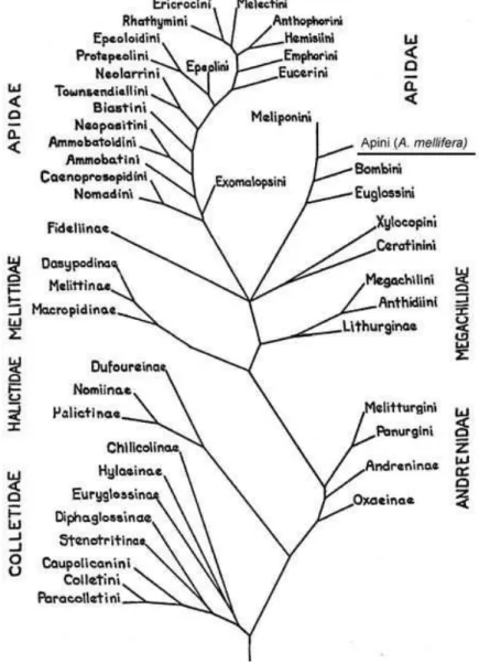 Figure 2. Phylogénie des Apoidea Apiformes basée sur la morphologie des  adultes (d’après Michener, 1944)
