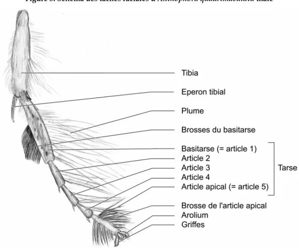 Figure 4. Patte médiane gauche d’Anthophora plumipes mâle en vue dorsale 