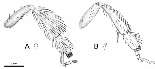 Figure 9. Pattes postérieures gauche d’Anthophora plumipes femelle (A) et mâle (B) en vue frontale 