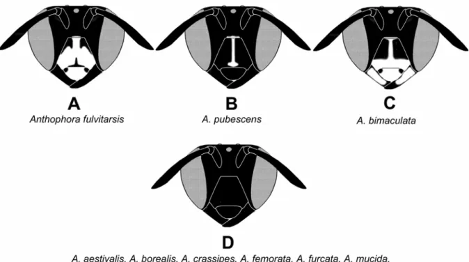 Figure 10. Schéma des dessins faciaux des femelles: Anthophora fulvitarsis (A), A. pubescens (B), A