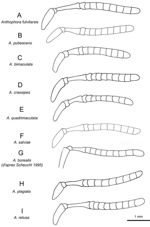 Figure 11. Antenne gauche en vue frontale des femelles d’Anthophora fulvitarsis (A), A