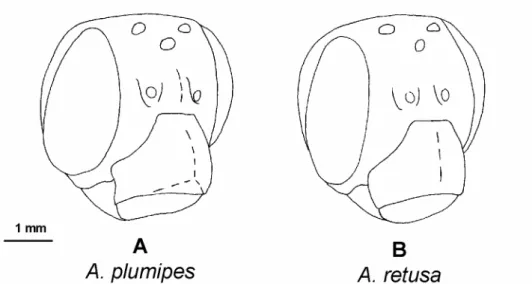 Figure 14. Face (3/4 profil droit) des femelles d’Anthophora plumipes (A) et d’A. retusa (B) 
