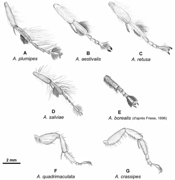 Figure 15. Pattes médianes gauche en vue frontale des mâles d’Anthophora plumipes (A), A
