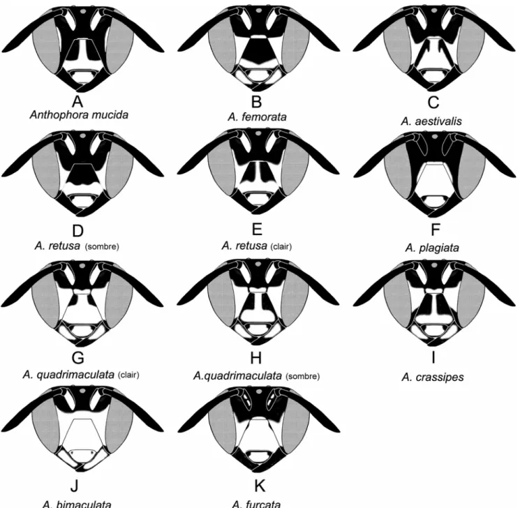 Figure 18. Schémas des taches faciales des mâles d’Anthophora mucida (A), A.femorata (B), A