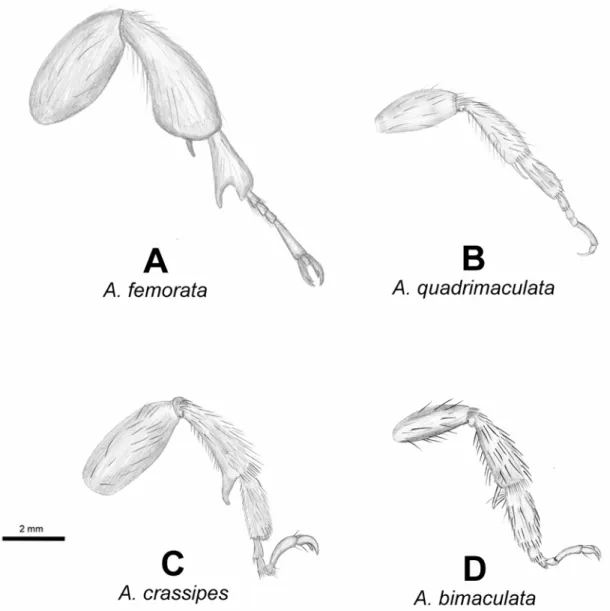 Figure 20. pattes postérieures gauches en vue frontale des mâles  d’A. femorata (A), A