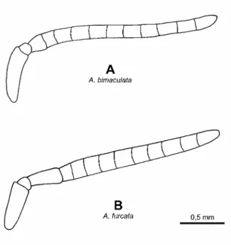 Figure 21. Antenne gauche en vue frontale des mâles d’Anthophora bimaculata (A), A. furcata (B) 