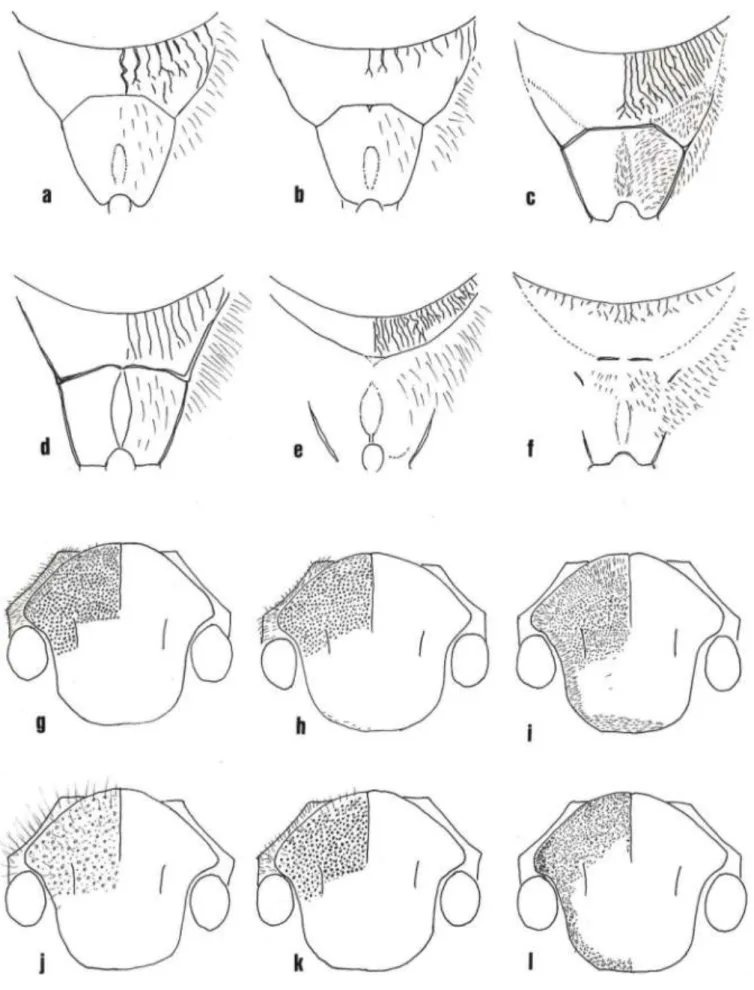 Fig.  31, Lasioglossum (Ctenonomia)  spp.
