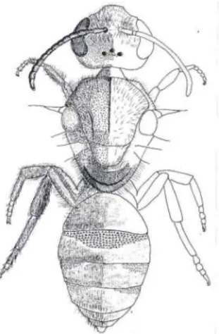 Fig.  34,  Lasioglossum  (Sellalictus)  ankaratrense. 