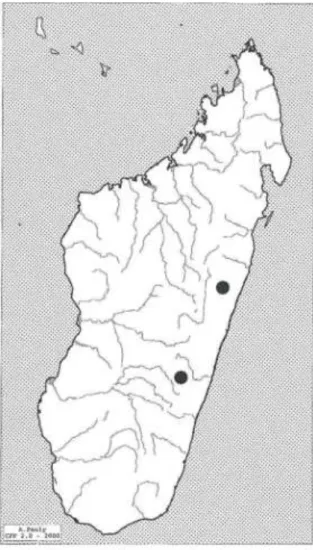 Fig. 53 bis ,Austronomia media,  mâle, capsule génitale,  derniers tergites et stemites