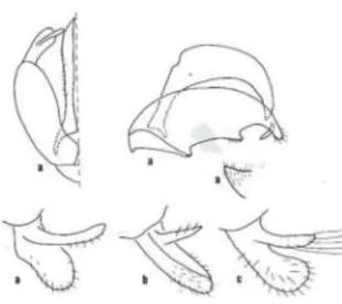 Fig. 22 , Patellapis et Madagalictus.  a,  Patellapis  (Chaetalictus) mandrakae,  mâle (capsule génitale vue de haut et  profil, membrane ventrale et gonostyli).- b, gonostyli de  Madagalictus  perineti  (Ankaratra).- c, gonostyli de  Madagalictus perineti