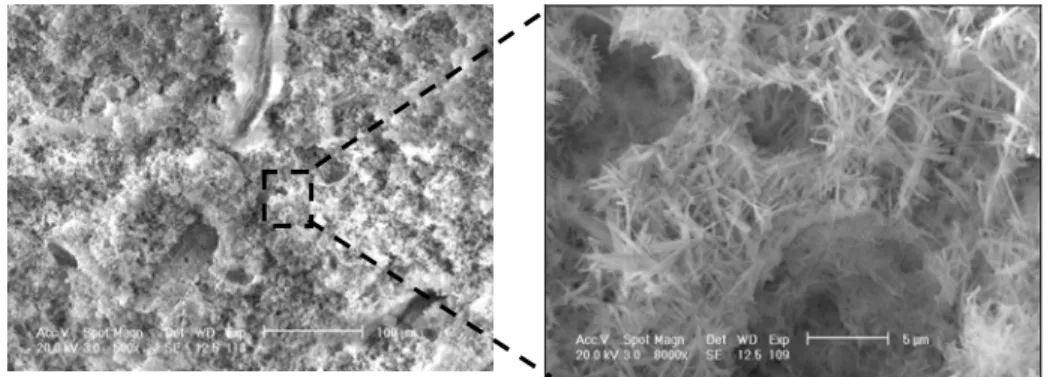 Fig. 4.2 SEM-micrograph of calsilb, showing a network of different pore sizes formed  by a collection of randomly oriented needles 