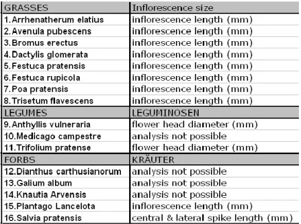 Table 5 Measurement of the size of the inflorescences Welser Heide 