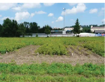 Abbildung 5: Kartoffelversuch frühe Sorten am Standort  Lambach Mitte Juli 2012