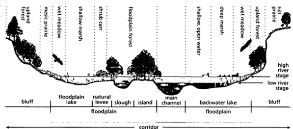 Figure 1 A cross section of a river corridor including riparian areas Sparlu, Bioscience, Vol