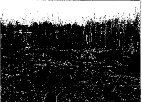 Figure 7 illustrates the poplars planted by ECAN for stabilising the floodplain near  Geraldine (upstream); Picture taken by Gerhard Gruber on June 30, 2006; 