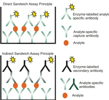 Fig. 2 Two examples of the competitive assay with direct detection by means of an enzyme-labelled tracer and with indirect detection by means of an enzyme-labelled secondary species-specific antibodyEnzyme-labelled 