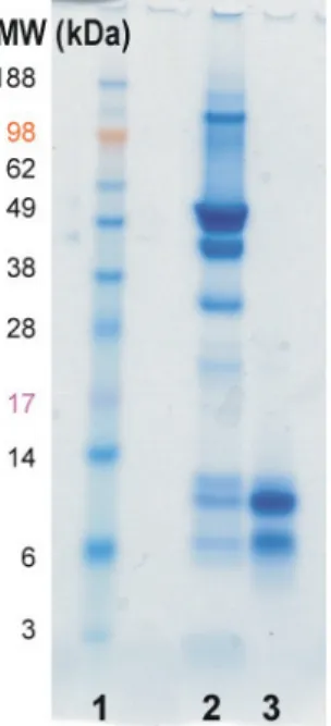 Fig 1:  The protein profile of extracted HN after dialysis  was  checked  via  gel  electrophoresis,  coomassie  blue  staining;  lane  1:  MW  marker,  lane  2:  proteins  precipitated  after dialysis; lane 3: supernatant after dialysis