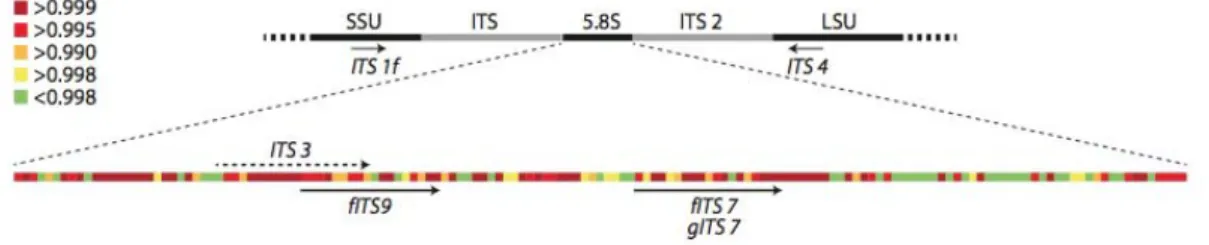 Figure 1.2 Fungal ITS regions. Arrows indicate position of primers on conserved sites on the ribosomal rRNA genes anking the two ITS regions, thus amplifying ITS1, ITS2 or both regions combined for subsequent phylogenetic classification of organisms [Ihrma