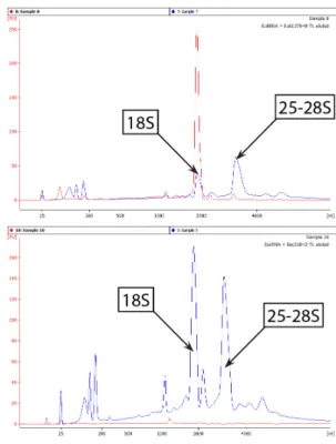 Figure 4.3 Capture of SSU rRNA from pure-culture RNA (R.terrigena) using bacterial- and fungal-speci c probes