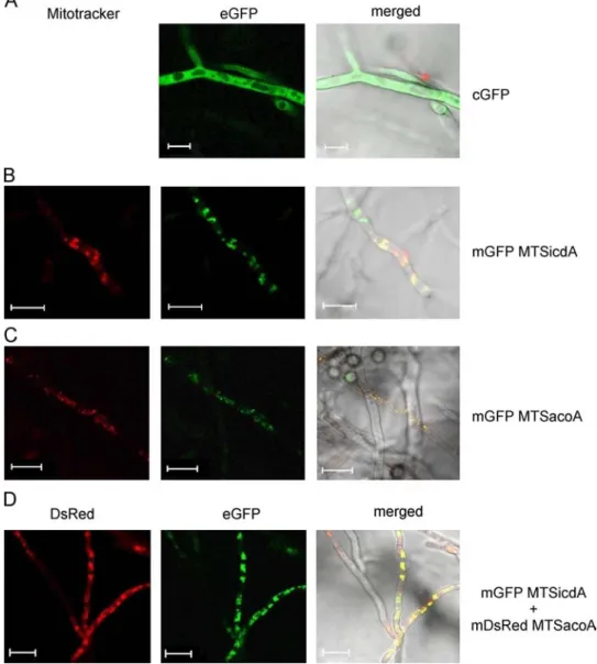 Fig. 1. Fluorescent images of A. niger strains containing different versions of ﬂuorescent proteins targeted to the cytosol and the mitochondria using different mitochondrial targeting sequences (MTS)