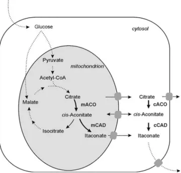Fig. 3. Schematic drawing of metabolic pathways responsible for itaconic acid formation and their localization