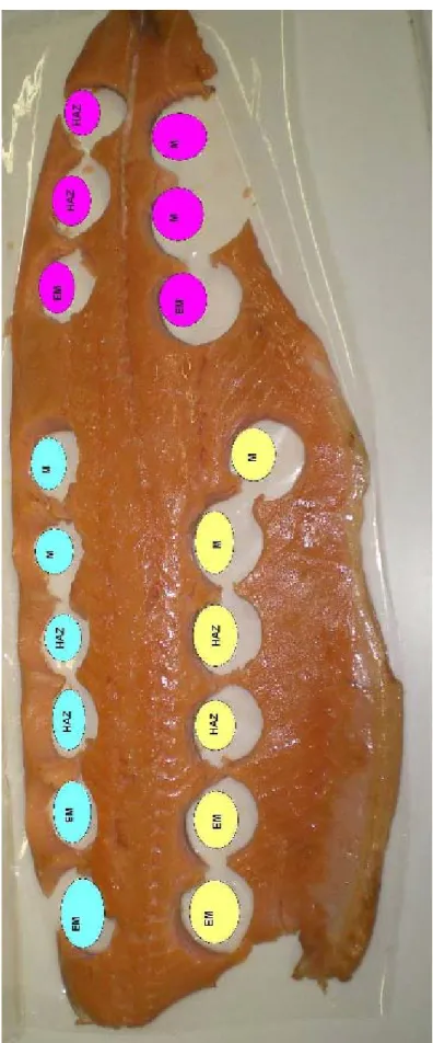 Abbildung 13: Probenahme an einem Lachsfilet (EM= expressible moisture, M= Messer, HAZ= Halten auf  Zeit, türkis= Rücken, gelb= Bauch, rosa= Schwanz) 