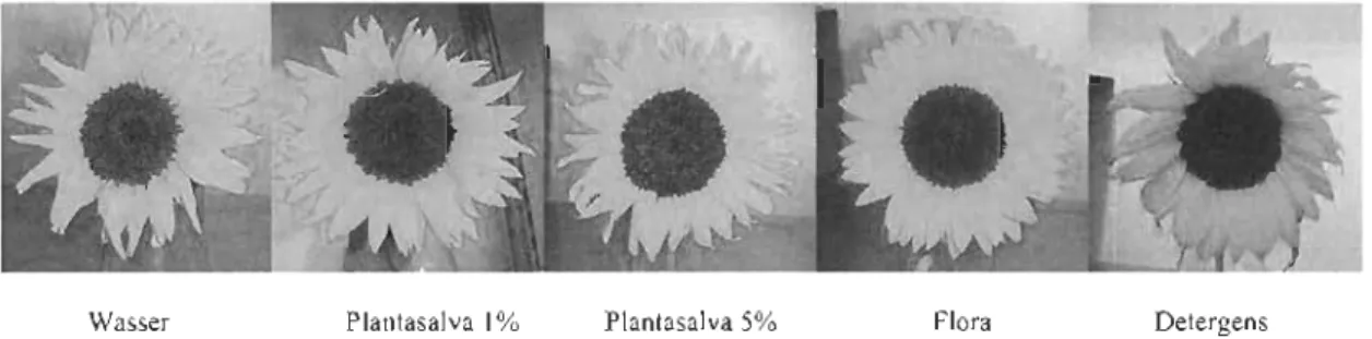 Abb. 9: Petalenwelke der Sonnenblumensorte &#34;Sunrich orange&#34;  (Tag 5) 