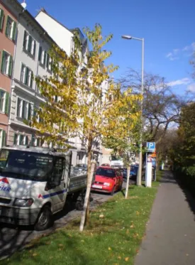 Abbildung 27: Beispiel für zu schmal di- di-mensionierten Baumstreifen  (Johann-Weitzer-Weg, Graz 2008) 