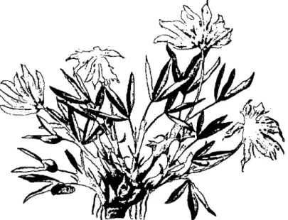 Abbildung 1: Trifolium alpinum, Alpenklee (Quelle: SCHRÖTER 1888 in KRAUTZER et al. 2004) 