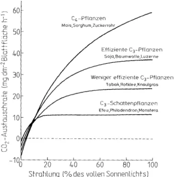 Abbildung 2 : Assimilationsleistungen von C3- und C4-Pflanzen in Abhängigkeit  der Lichtstärke (aus Ehlers, 1996) 