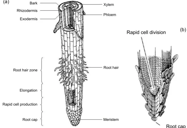 Figure  1  Schematic overview of tip of root with different root zones (a) (Biostudies, 2009); schematic  overview of root cap (b) (Streckenbach, 2012a, modified)
