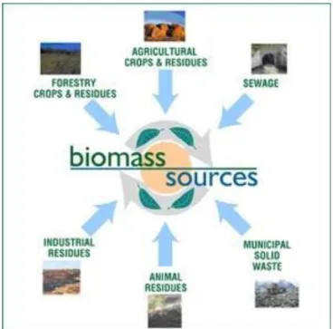 Figure 3. Biomass Sources for energy production 