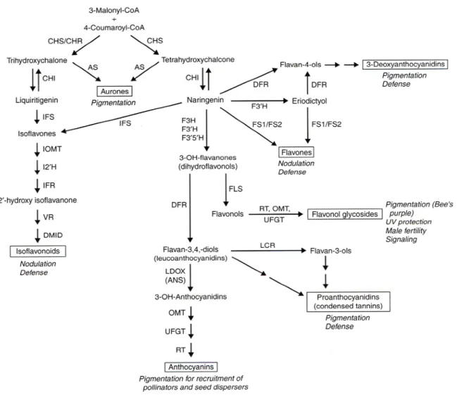 Figure  8.  The  chemistry  of  the  PP  pathway  schematic  of  the  flavonoid  biosynthetic  pathway