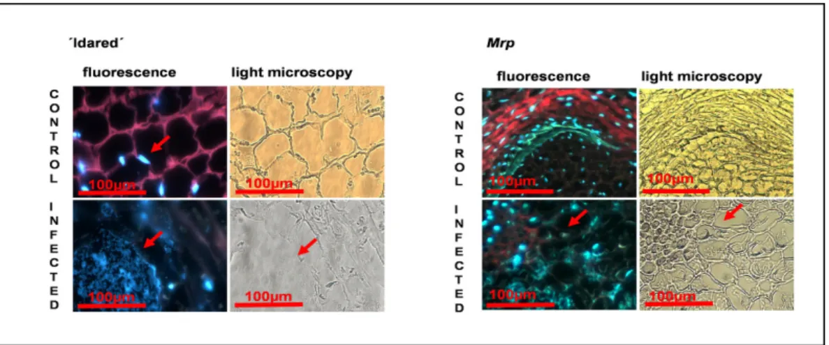 Figure  1  Morphological  changes  of  apple  cells  before  and  after  infection  with  Erwinia  amylovora