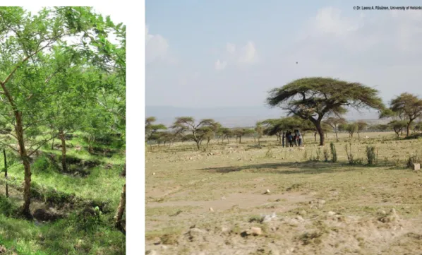 Figure 3: Acacia abyssinica in the field                                                                                                                                                   