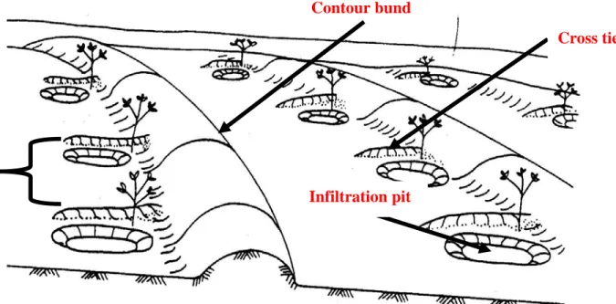 Figure 8: Alignment of contour bunds, cross ties and infiltration pits in the field. 