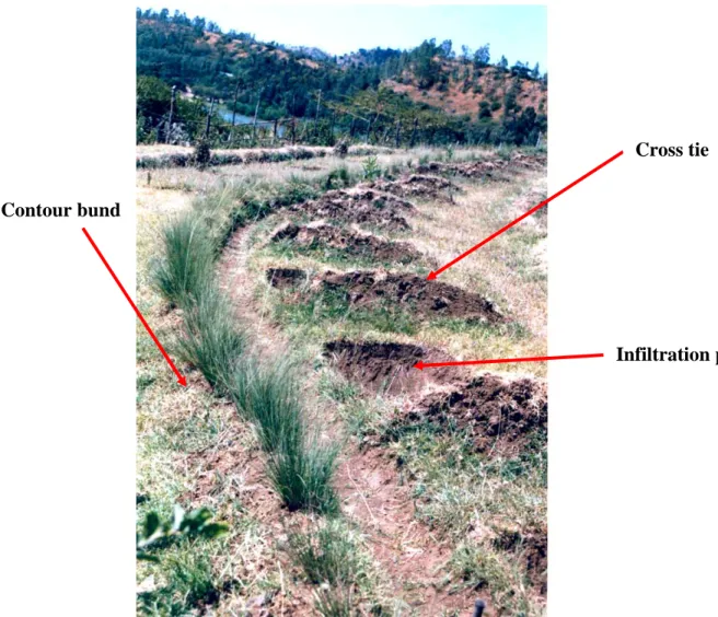 Figure 9: Alignment of bunds, infiltration pits and cross ties constructed in the field                   (1 st  year