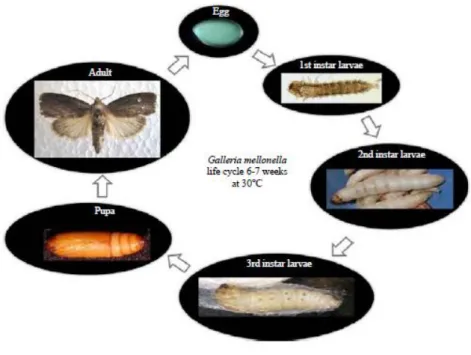 Figure 7. Life cycle of G. mellonella Source: Abidalla (2018) 