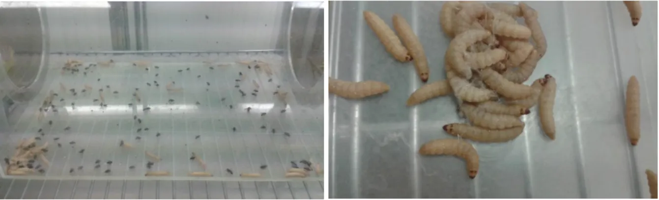 Figure 9-10. Parasitisation for the stock colony, and collected larvae with eggs, Private pictures 