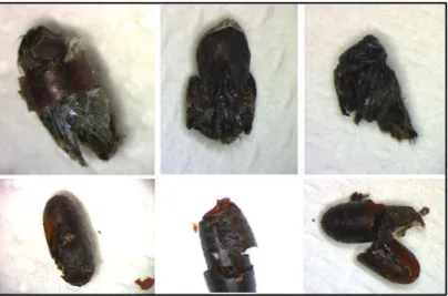 TABLE  1.  Effect  of  storage  at  suboptimal  temperature  (15  °C)  of  Exorista  larvarum  puparia  for 4 weeks on adult emergence, pupal development and sex-ratio