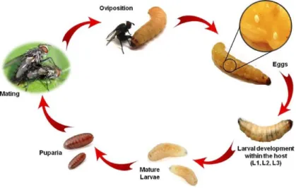 Figure 1. Life cycle of E. larvarum Source: Dindo and Nakamura (2018) (drawn By M. Benelli) 