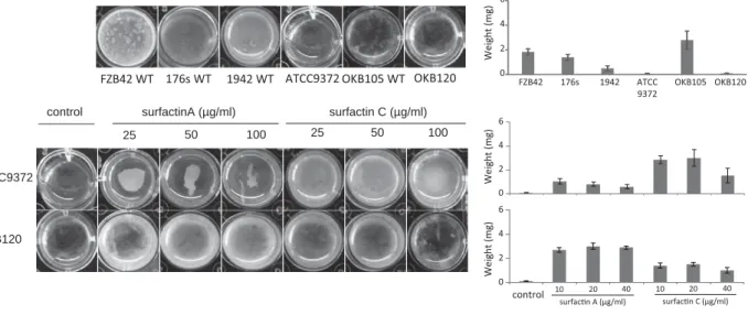 Fig. 3. Influence of surfactin variants on floating pellicle formation.