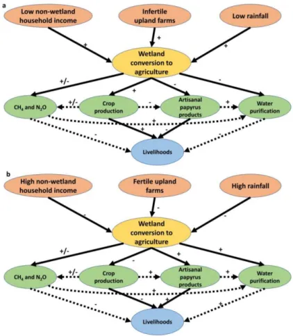 Figure  8:  A  conceptual  scheme  of  relationships  between  drivers,  ESS  and  livelihoods  in  a  papyrus wetland in this thesis