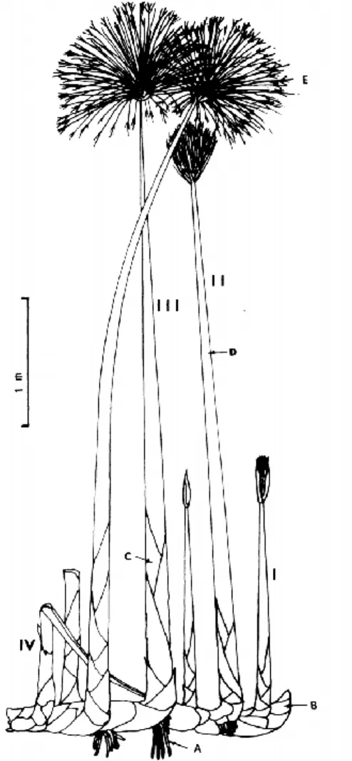 Figure 3: Cyperus papyrus plant showing roots (A), rhizome (B), scale leaves (C), culm (D),  and umbel (E)