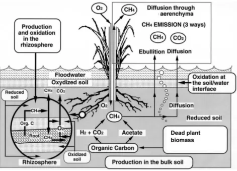 Figure 4: CH 4  production and oxidation to CO 2  in wetlands. Modified from Le Mer and Roger  (2001)