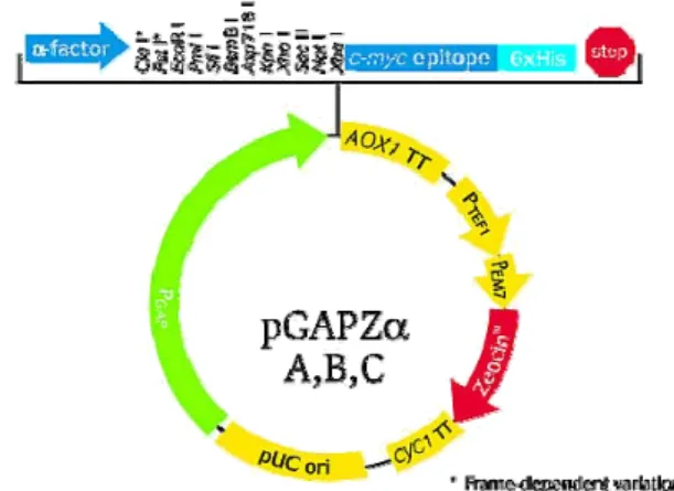 Fig. 3: Vectormap of the vector pGAPZαA  (www.invitrogen.com)  .